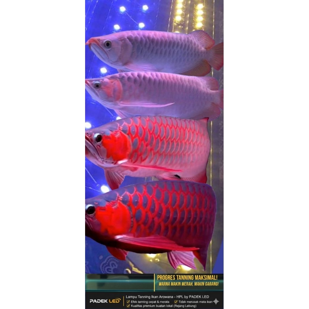 LAMPU TANNING LED HPL 60 mata led (60watt) 30.000k 100cm -120cm