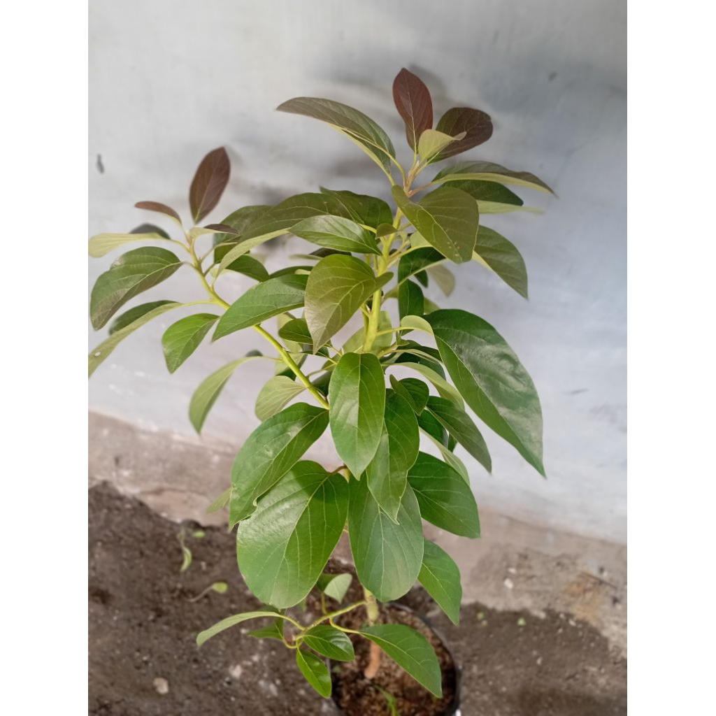 bibit alpukat aligator,mentega,kelud,miki