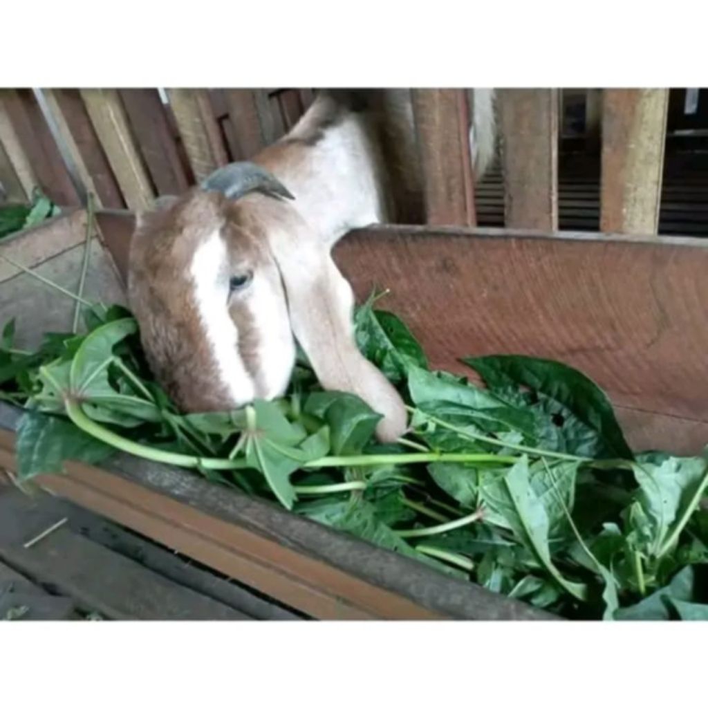 Bibit Telo Papua || Bibit Singkong Papua || Bibit pohon Gedi Merah