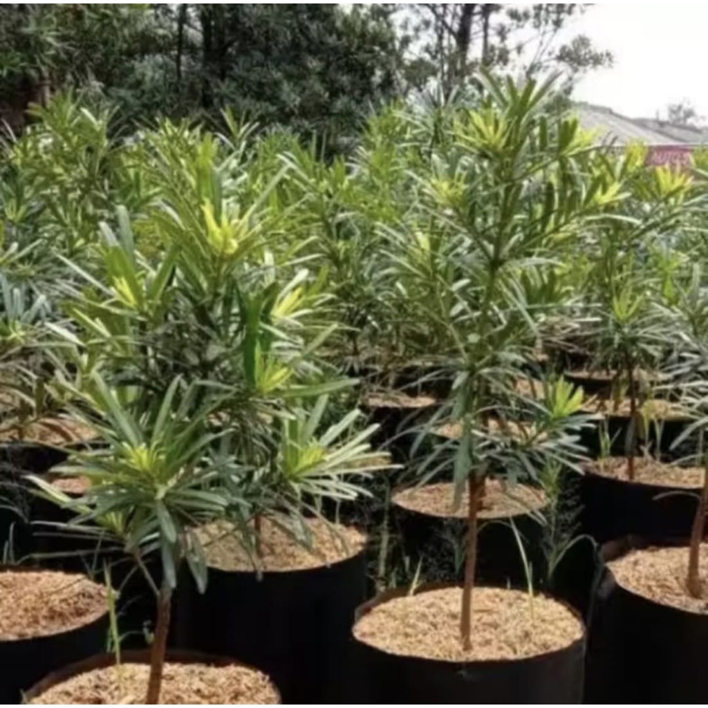 Pohon Lohansung Tanaman Bahan Bonsai Pohon Lohansung