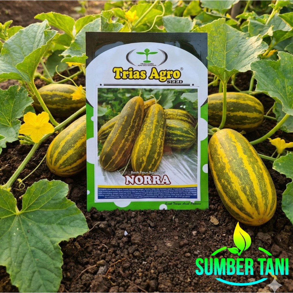 Timun Suri Lorek 10gr NORRA Timun Suri Lorex Wangi
