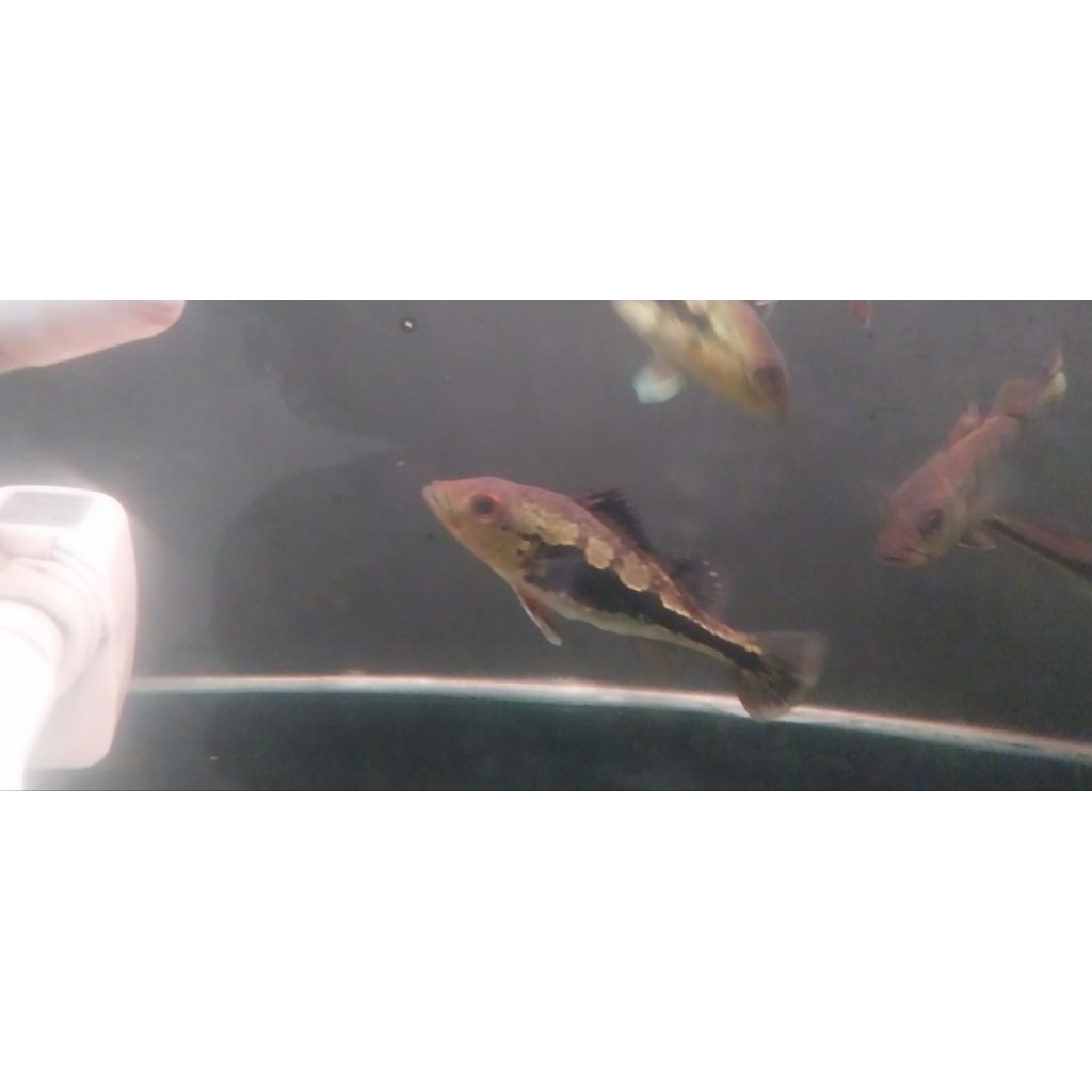 Pbass Mono Block 8-12cm PELET (INSTAN)