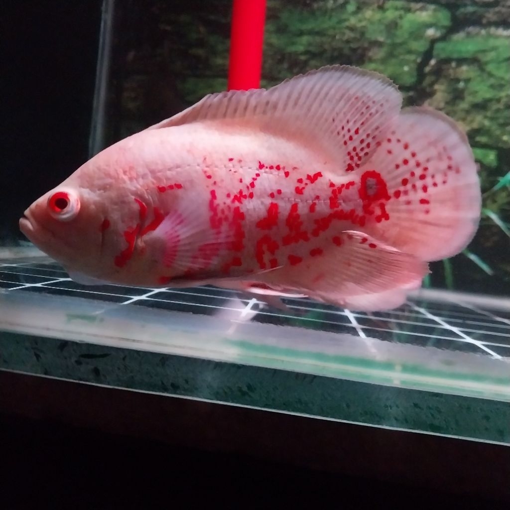 Ikan Oscar Albino Tiger Size 3-4 Jari PELET (INSTAN)