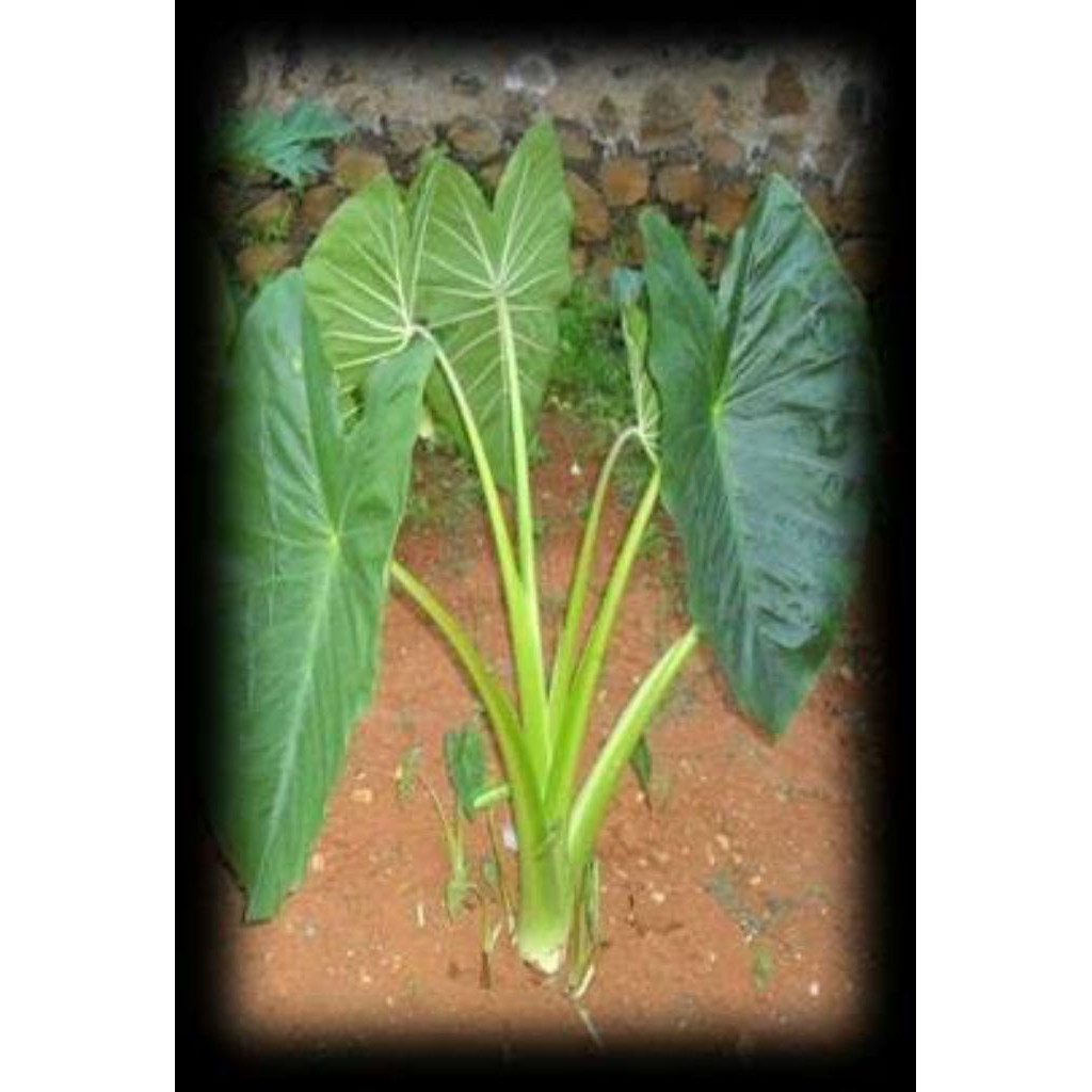 bibit talas bentul kuning talas mentega isi 10