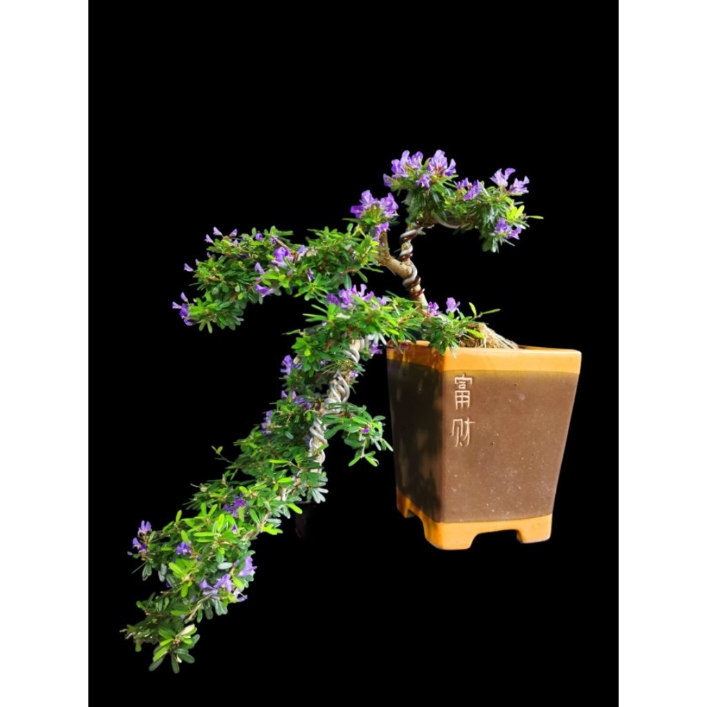 Bonsai Saeng Simbur Vietnam