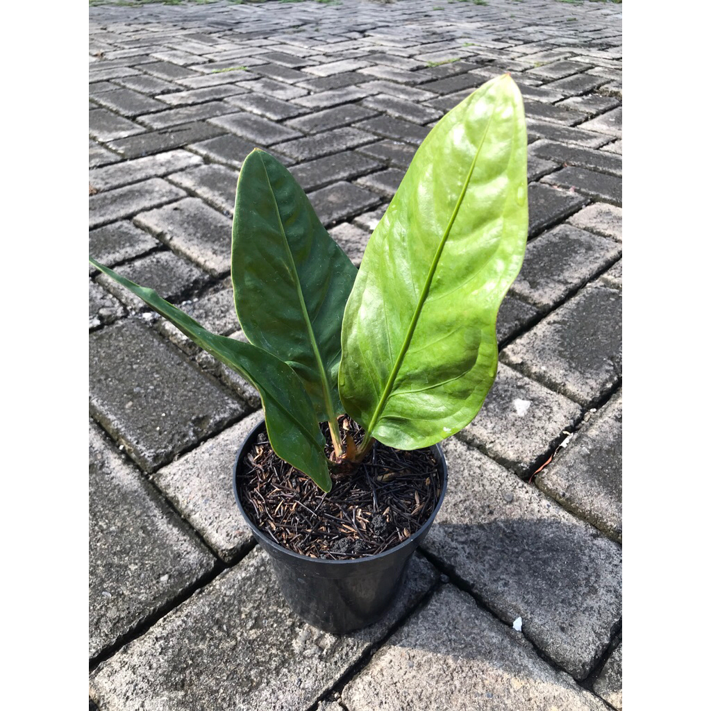 anthurium neo superboom