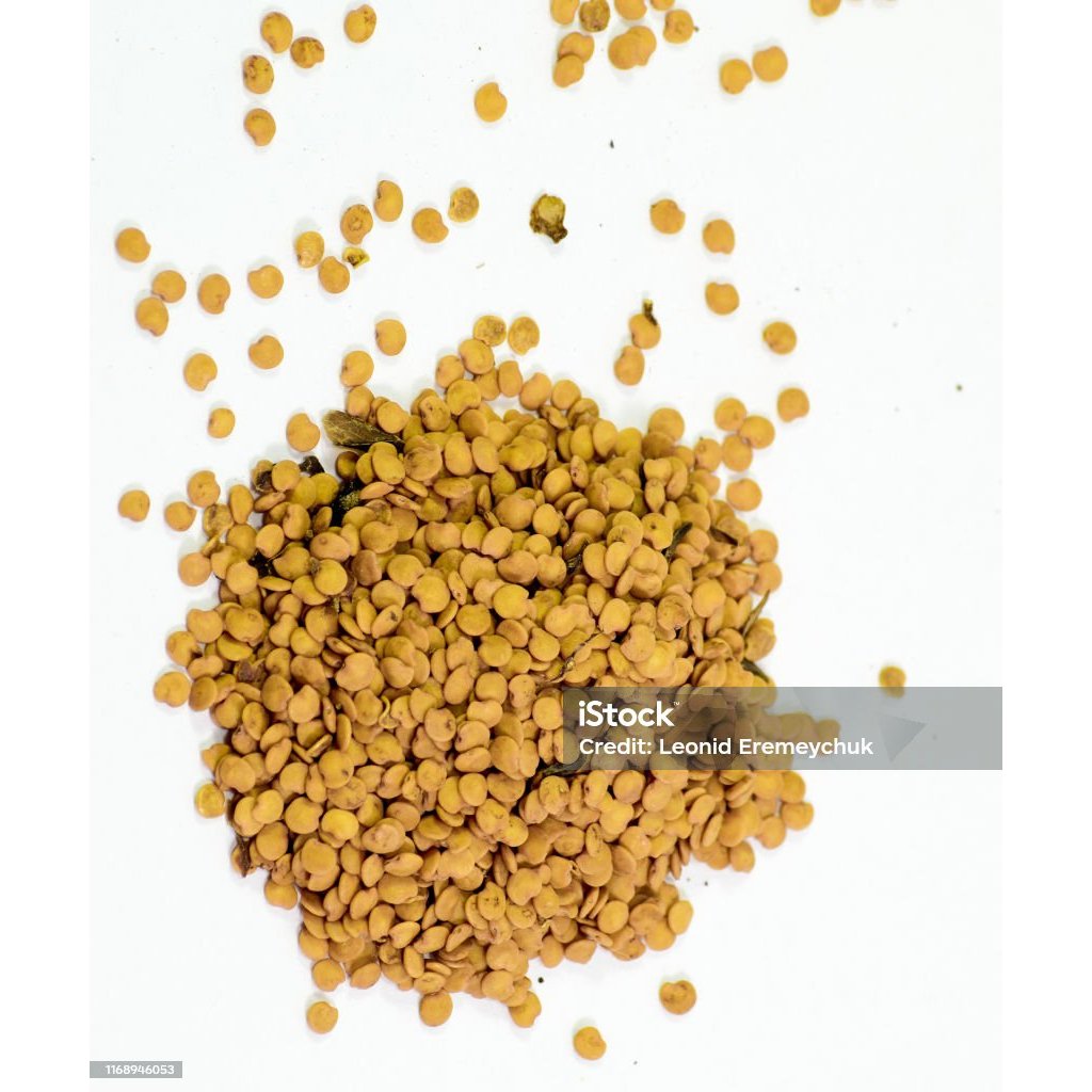 benih cabe kriting 1 pcs