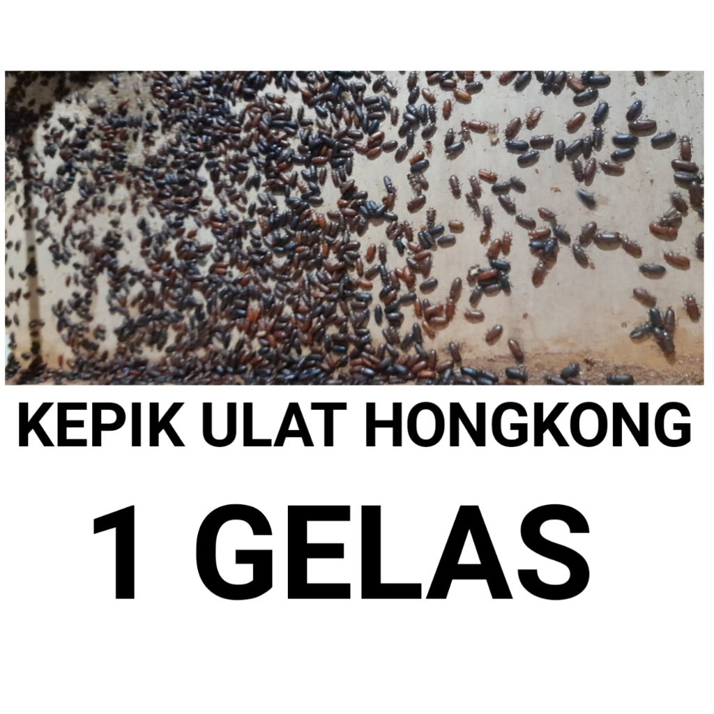 kepik ulat hongkong