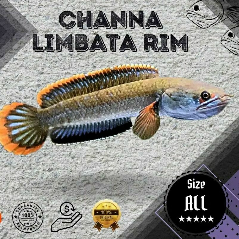 Limbata lawu Rim tebal free sticker
