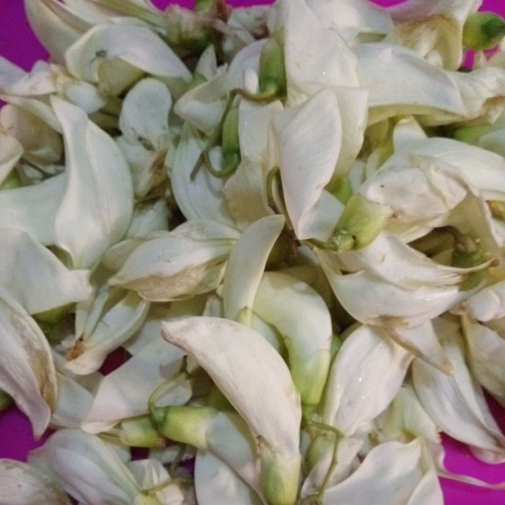 Sayur Bunga Kembang Turi segar