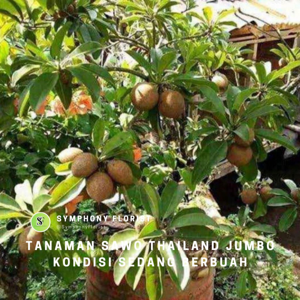 Tanaman Sawo Thailand Jumbo Kondisi Sedang Berbuah