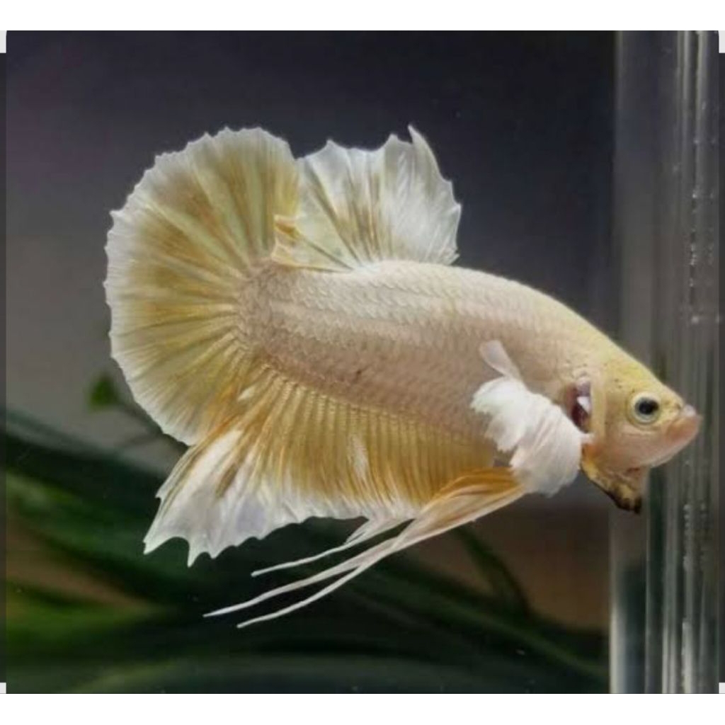 cupang demboaer indukan