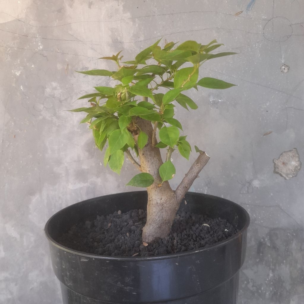 Bougenville Singapore Merah Fanta Batang Besar Hasil Cangkok ( Real Pict )