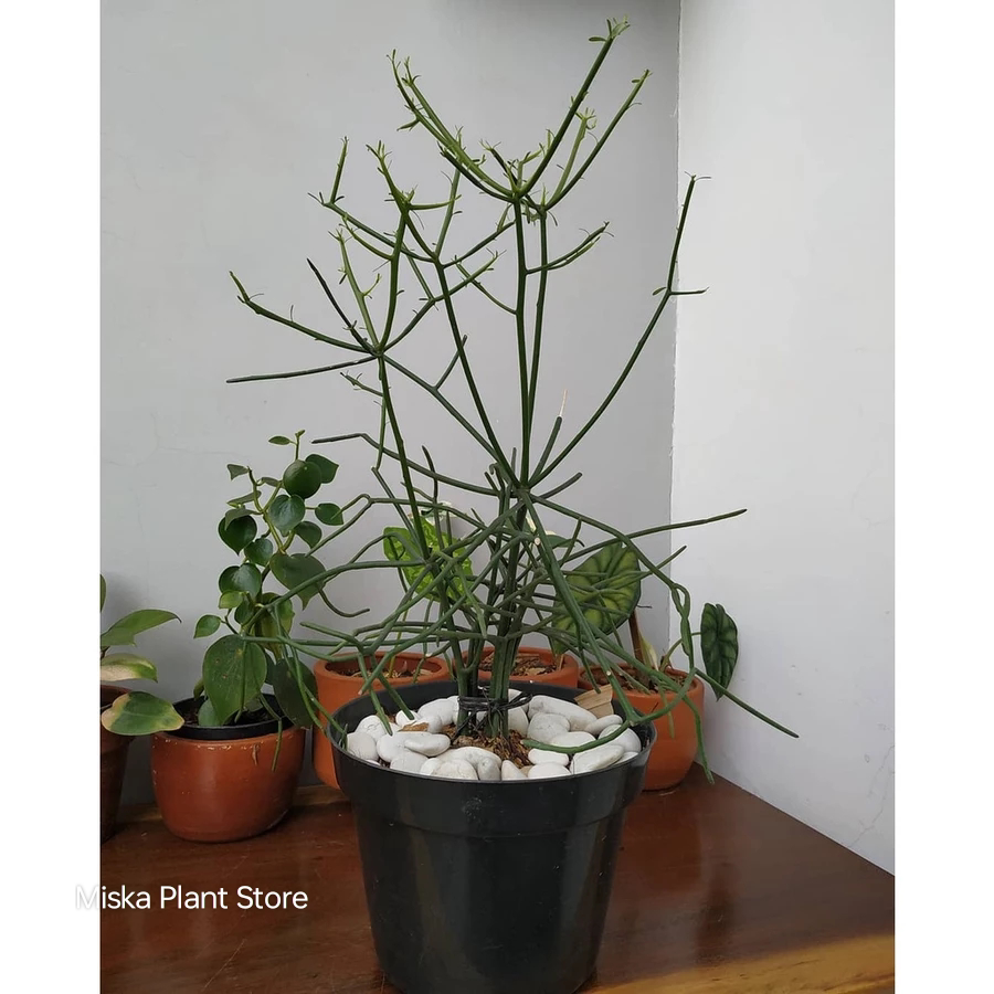 Tanaman Patah Tulang - Pohon Herbal Patah Tulang