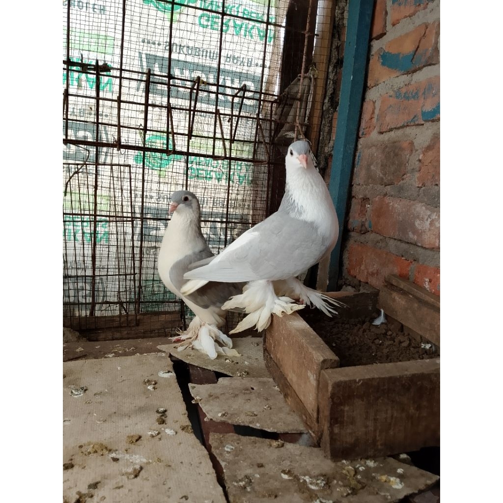 Merpati lahore asli body jumbo sepasang indukan