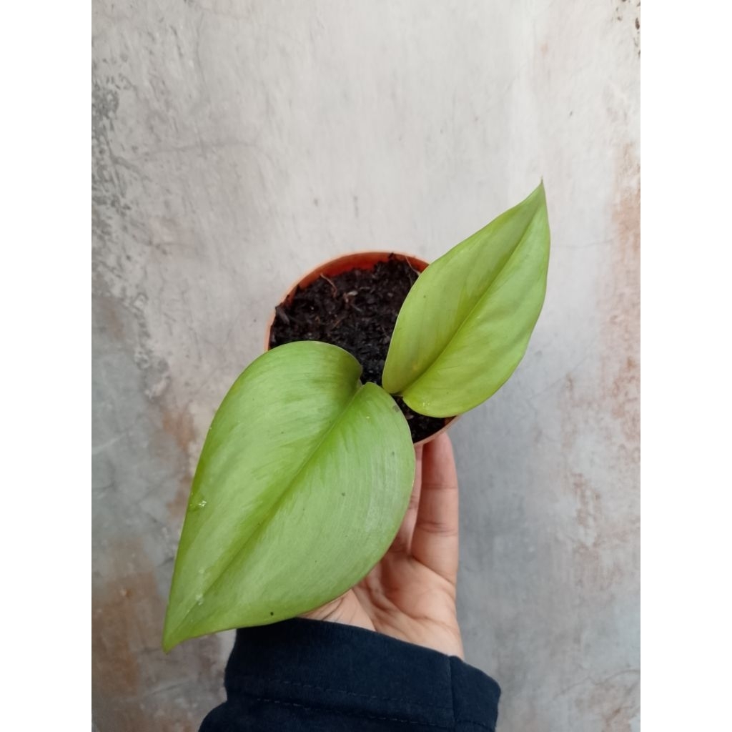 scindapsus silver moonlight/scindapsus susu tanaman hias rambat ekonomis