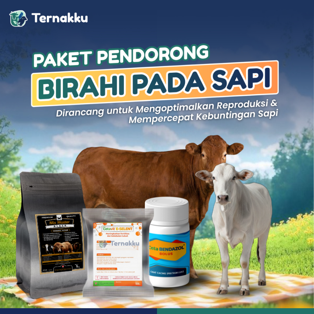 Paket Perangsang Birahi Sapi