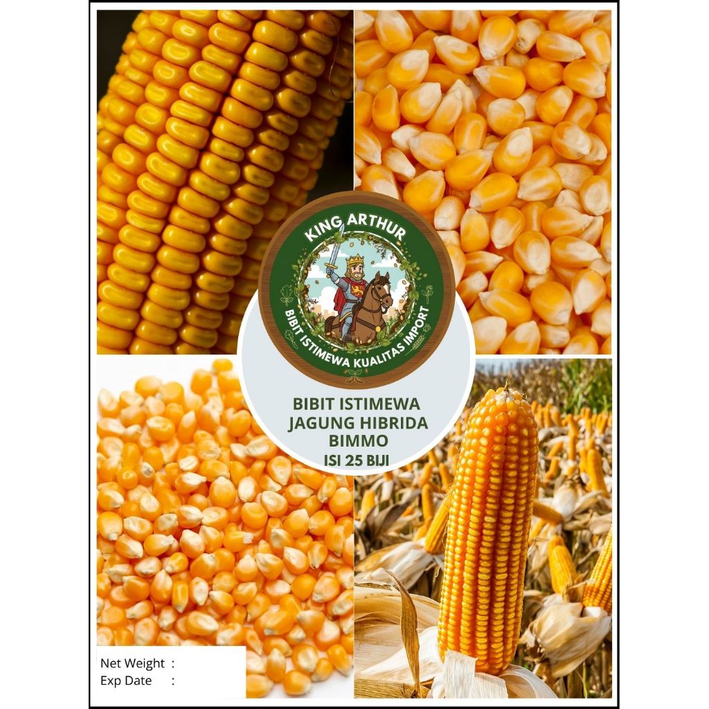 Bibit Istimewa Jagung Hibrida Bimmo | Biji Benih Jagung Hibrida