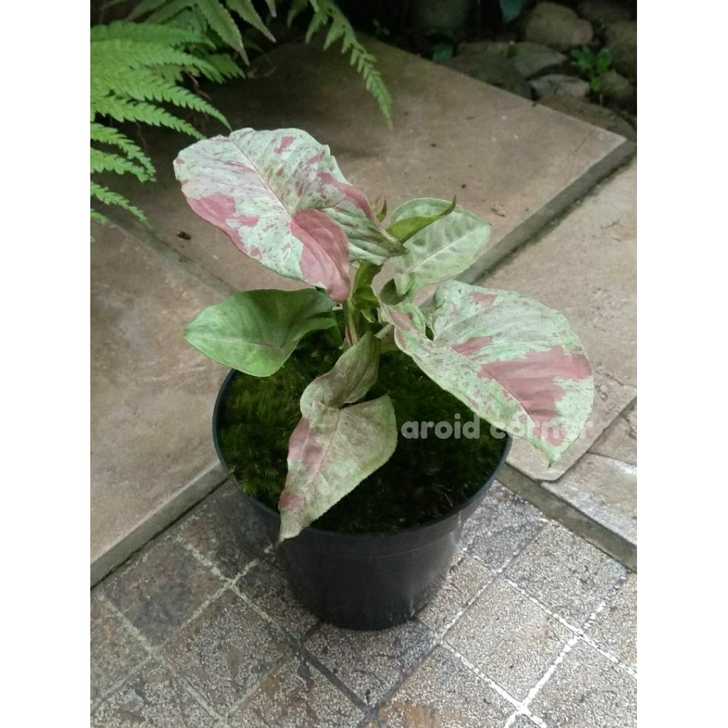 Syngonium 'Milk Confetti' Singonium