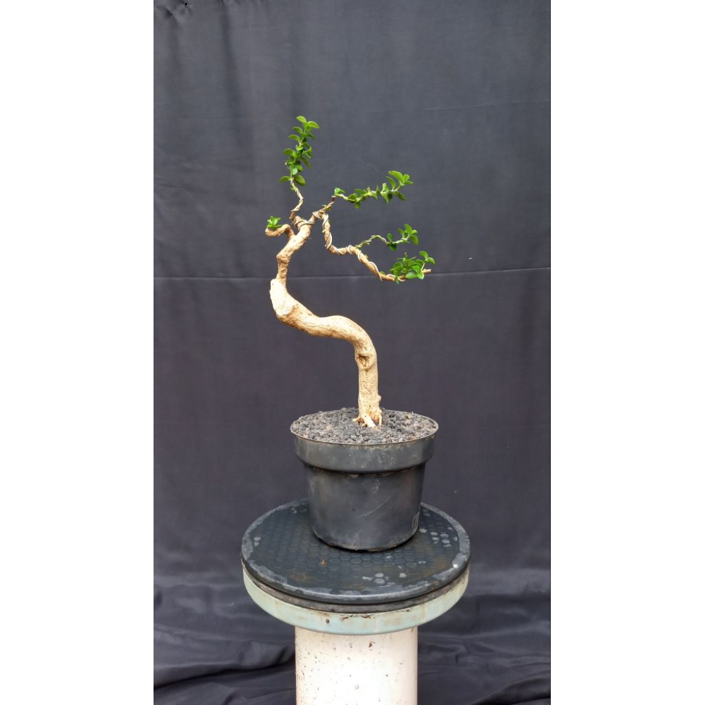 BONSAI POHON SANCANG BUNJIN