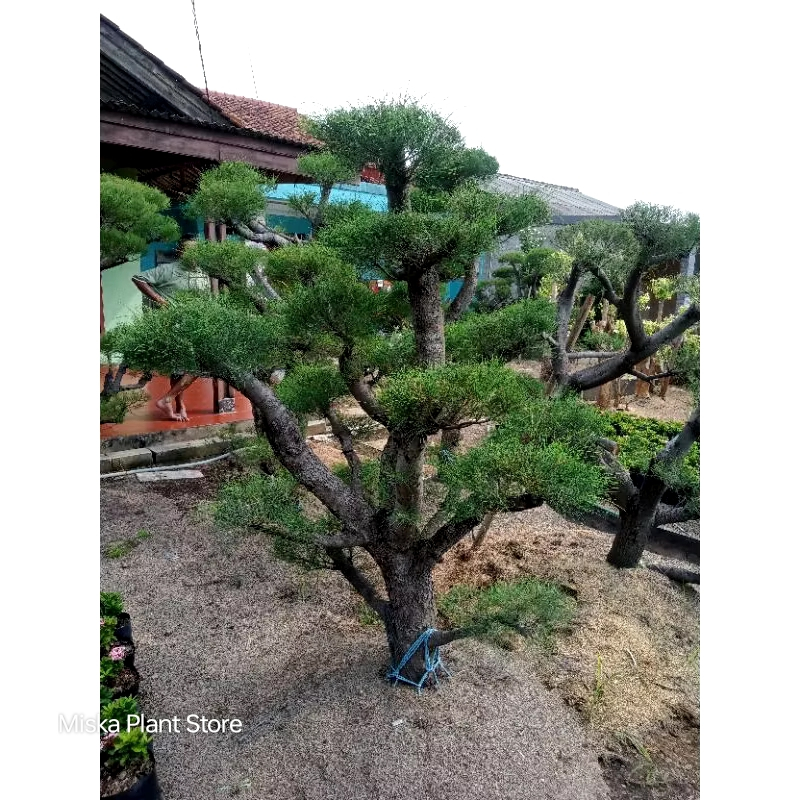 Bonsai cemara udang sudah berbentuk tinggi 1,5m sampai 2m batang besar siap tanam