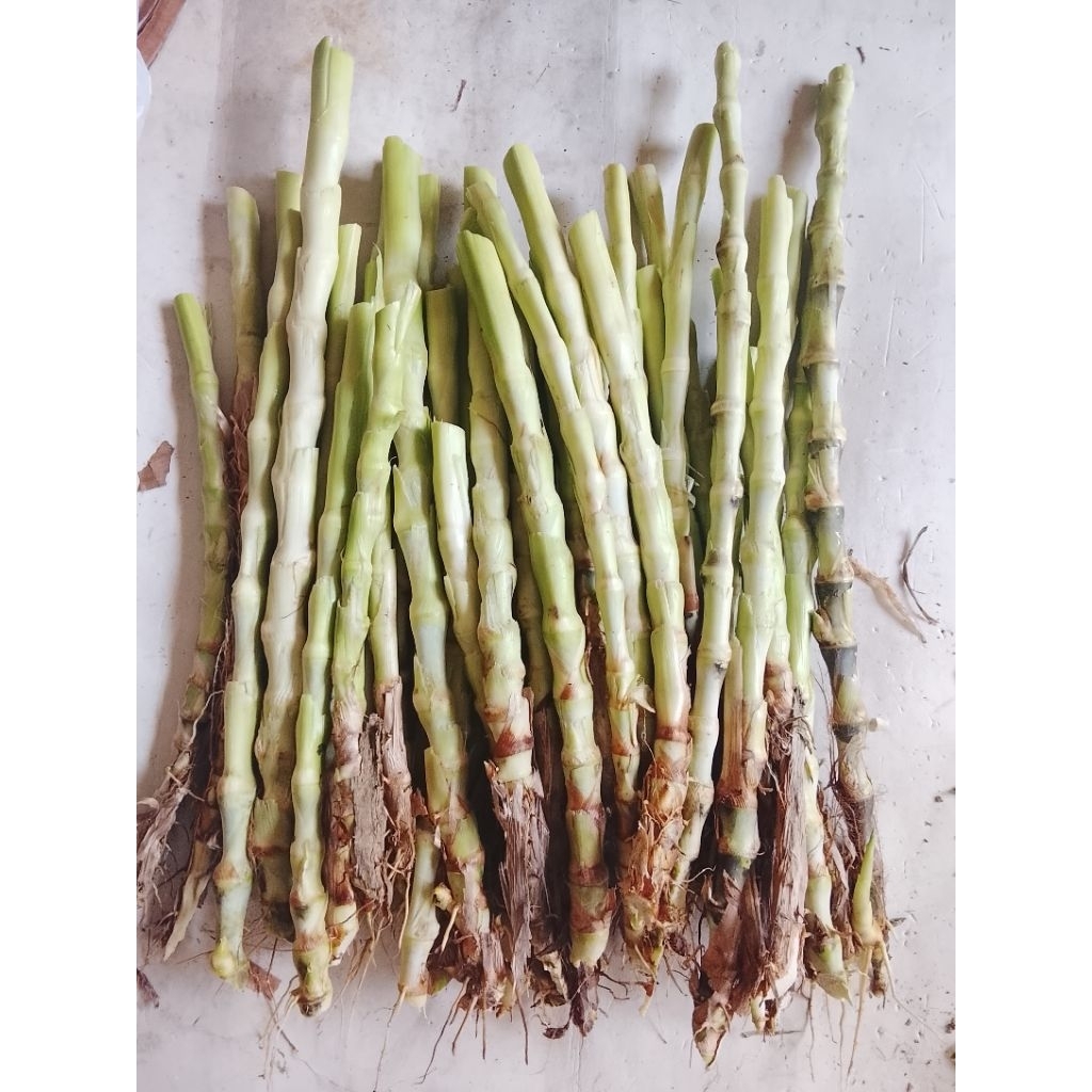 Benih/Bibit Rumput Odot per 50 setek