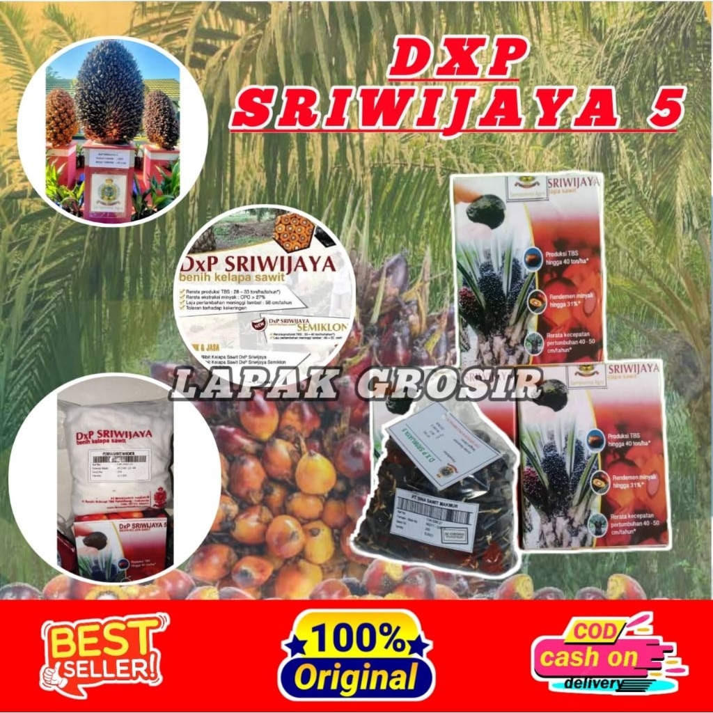 KECAMBAH DXP SRIWIJAYA 5  UNGGUL BERSERTIFIKAT