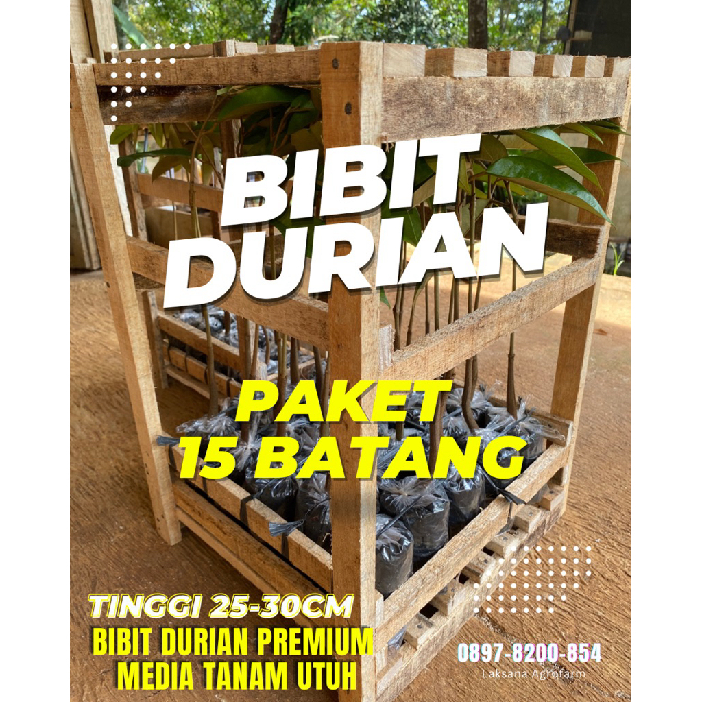 PAKET 15 BATANG BIBIT DURIAN OKULASI SAMBUNG PUCUK TINGGI 30cm. JENIS BAWOR DURI HITAM OCHEE MUSANGK