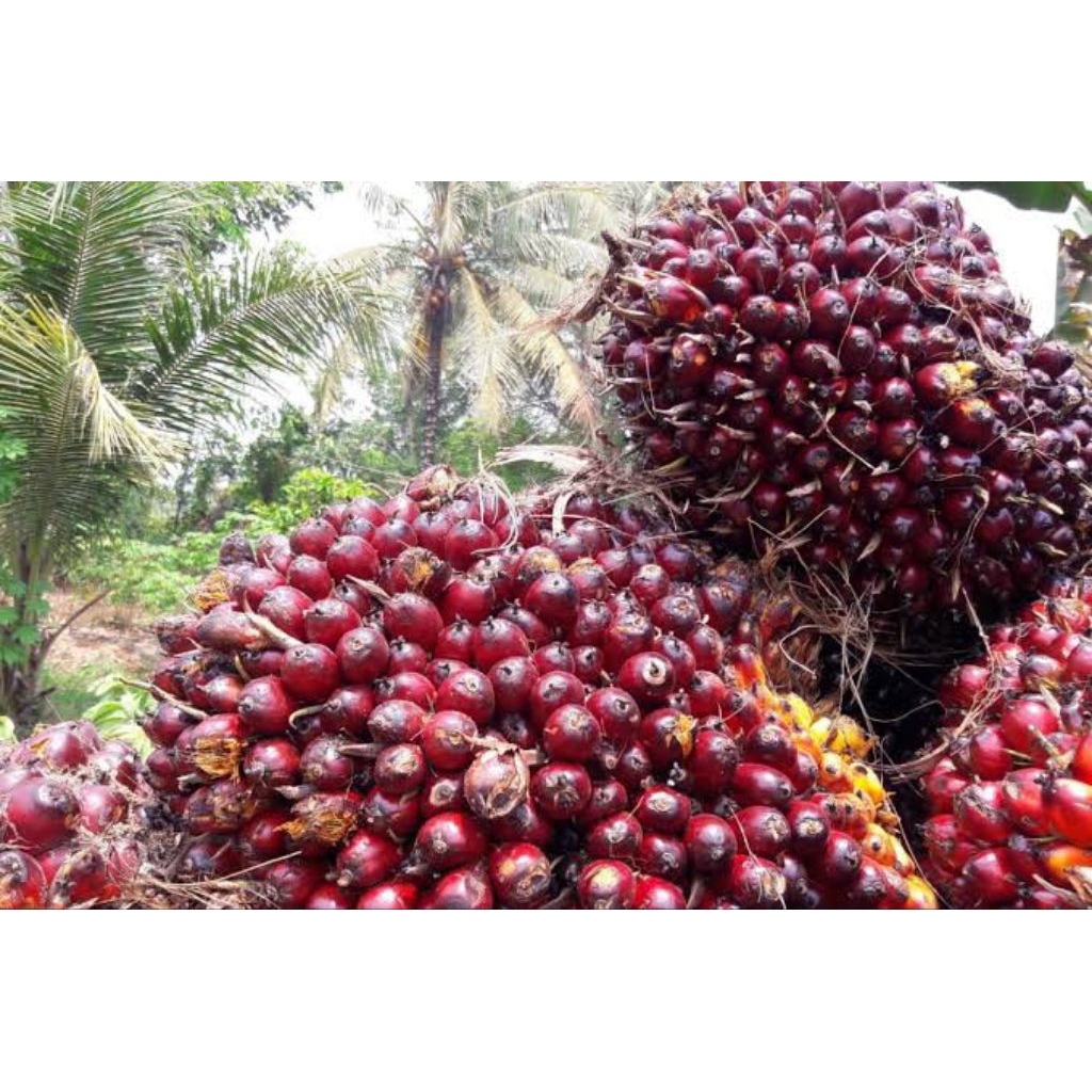 kelapa sawit segar 30 biji