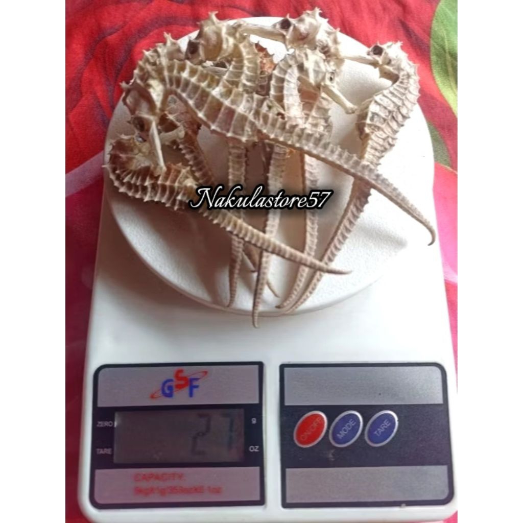 Kuda Laut Kering 25gr Grade A Super