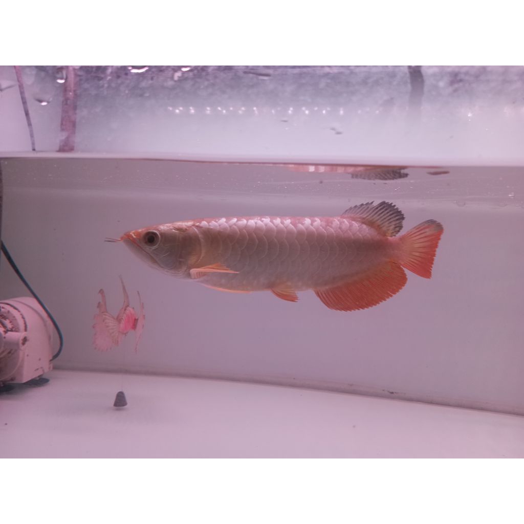 golden crossback 24k