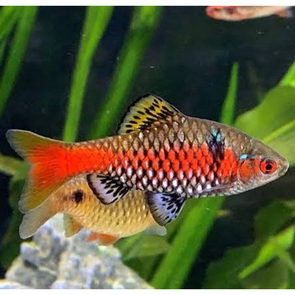 Ikan Odessa barb