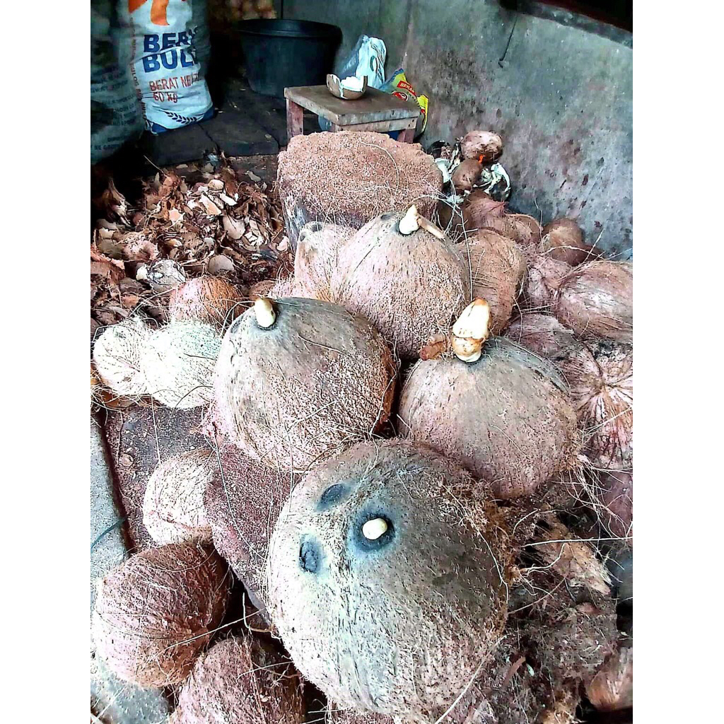 Kelapa tua fres utuh