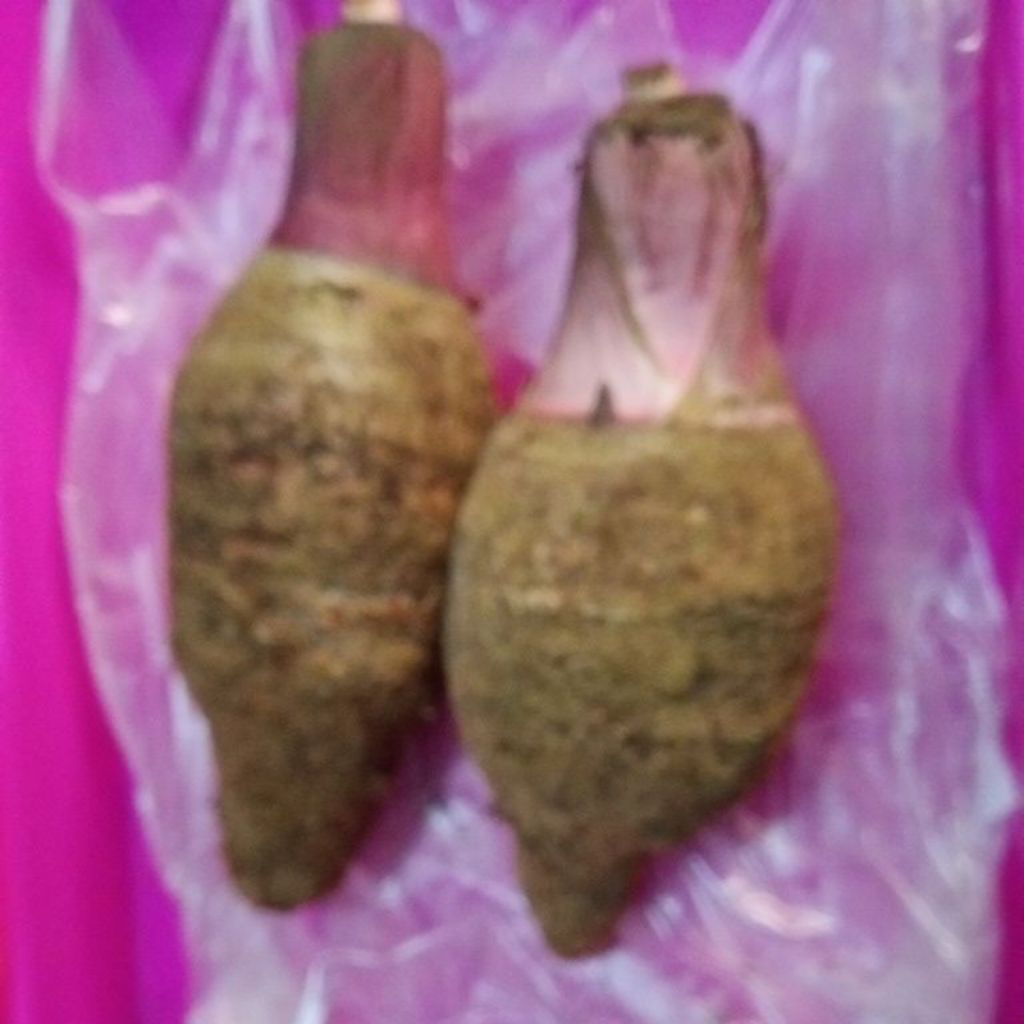 Umbi TalasBentoel Bentul Bentol segar