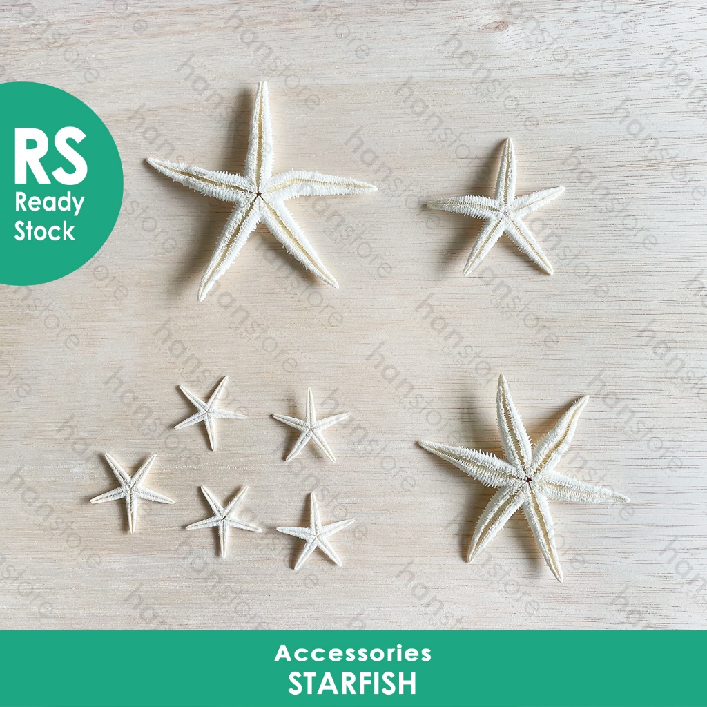 RS Starfish / Bintang Laut / Sea Shell Sand Beach / Dekorasi Mahar / Hiasan Mahar / Bintang Laut / S
