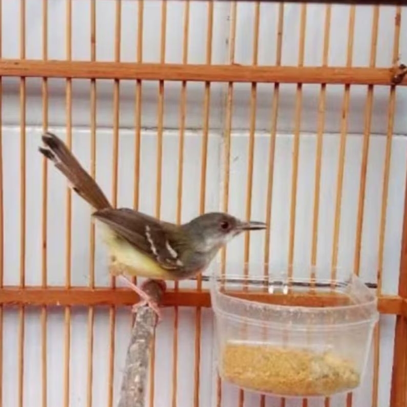 BURUNG CISEM/CIBLEK SEMI JANTAN BAHAN BAGUS