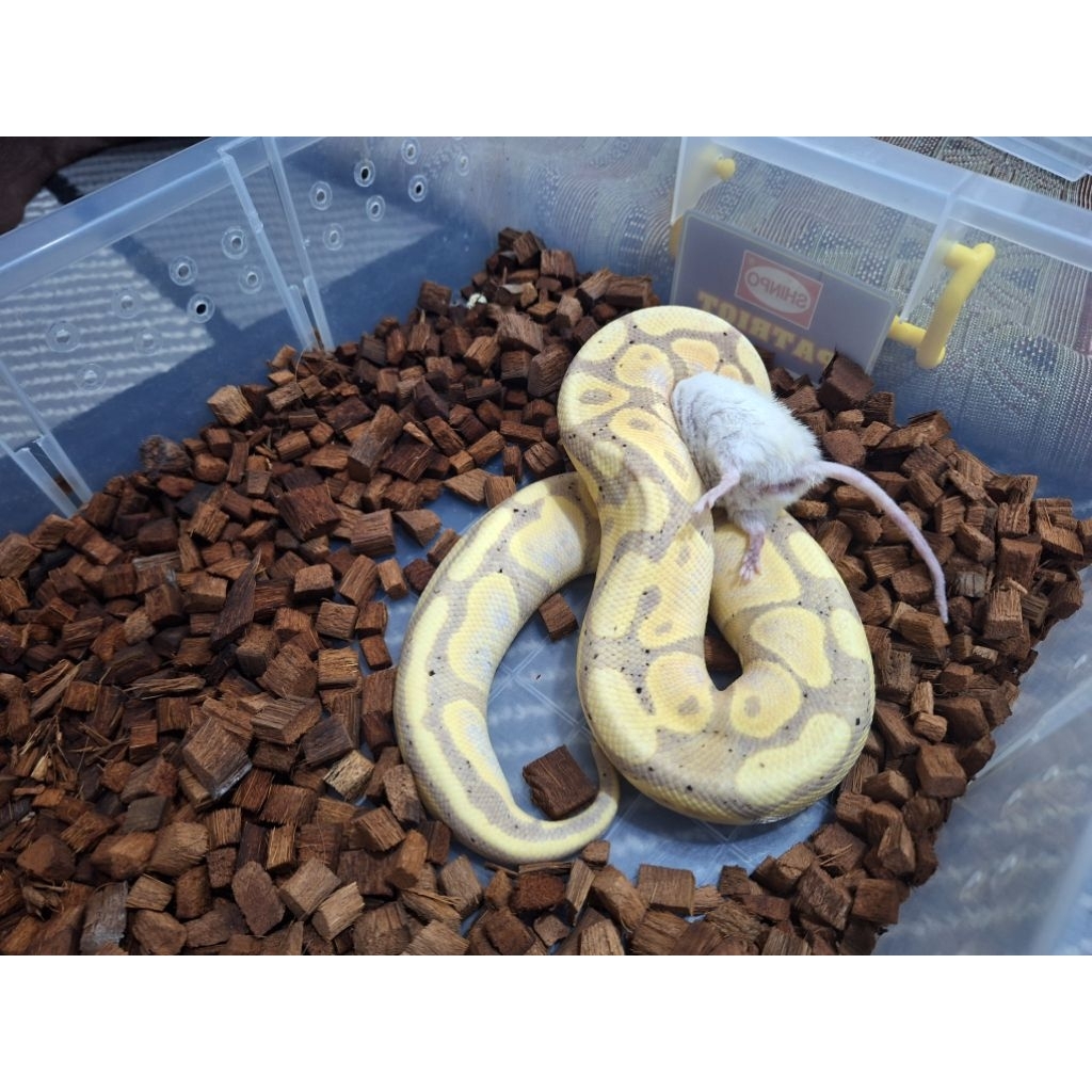 Ball Python Banana Male