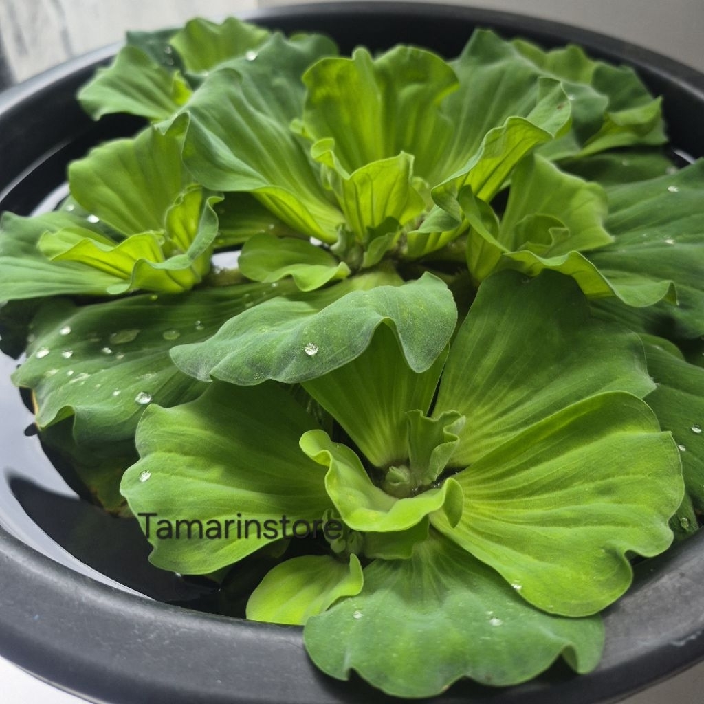 Tanaman Hias Apu2 Mawar Jumbo