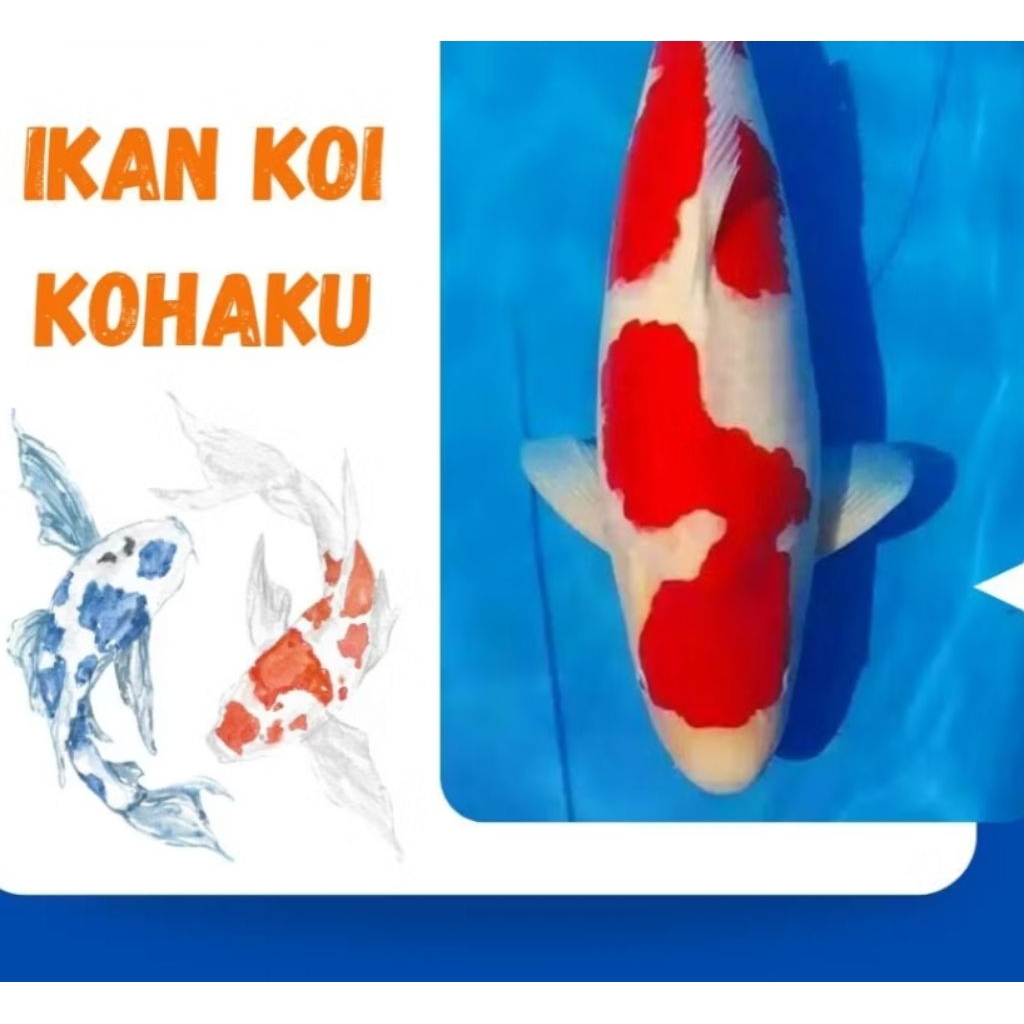 Ikan Koi Kohaku Sanke Shiro Showa Grade A Size 4-7Cm / Koi Murah Berkualitas Warna Cantik dekorasi A
