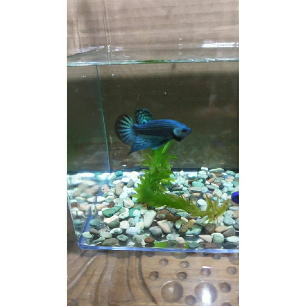 Wild betta alien hybrid