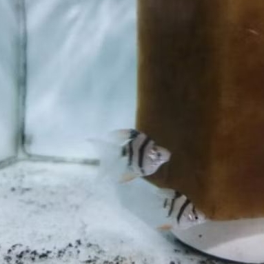 ikan sumatra tiger balon slayer