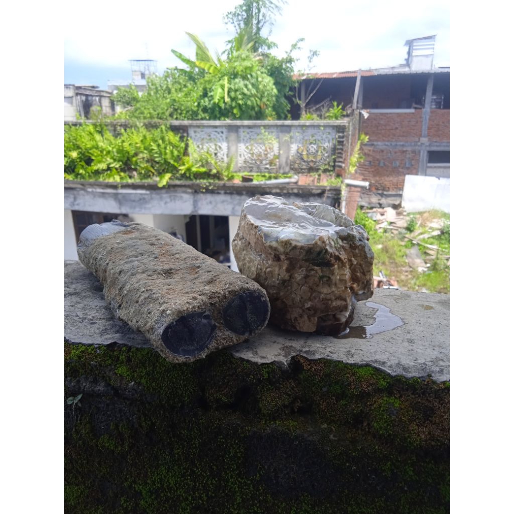 bahan Black opal sempur ruyung