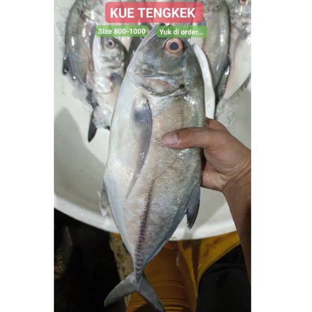 Ikan Kuwe Tengkek - Ikan Kuwe Fresh - ikan kuwe segar