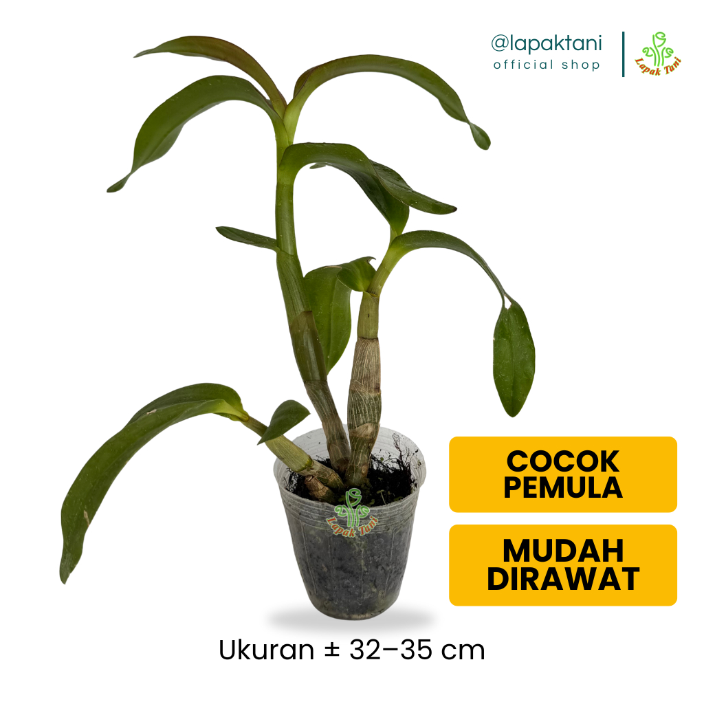 Anggrek Dendrobium Remaja Premium – Tanaman Hidup Siap Berbunga Jumbo