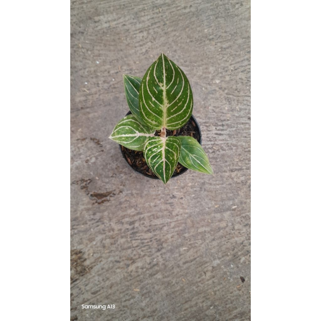 Aglonema AYUNDINI (Size Baby Daun 5+, Bawa Bonggol)