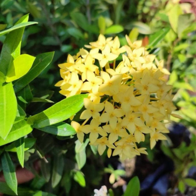 Tanaman Hias Bunga Asoka Bunga Kuning-Asoka Bunga Kuning