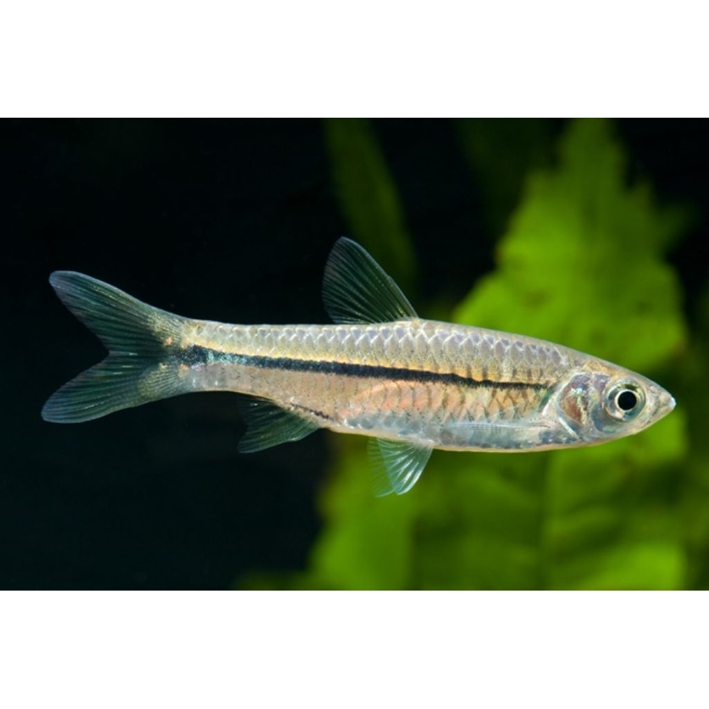 10 Ekor Ikan Wader Pari (Rasbora argyrotaenia) Ukuran Dewasa || Garansi Hidup