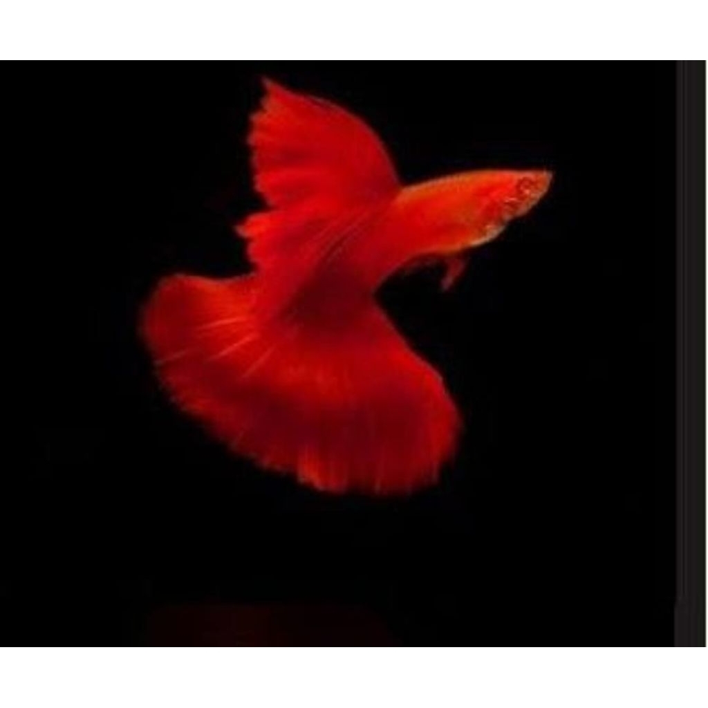 hiasan aquarium guppy afr sepasang siap breeding