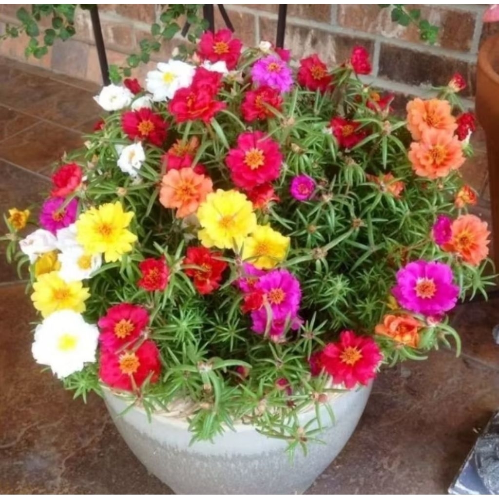 Tanaman hias bibit krokot warna warni/bunga krokot warna warni