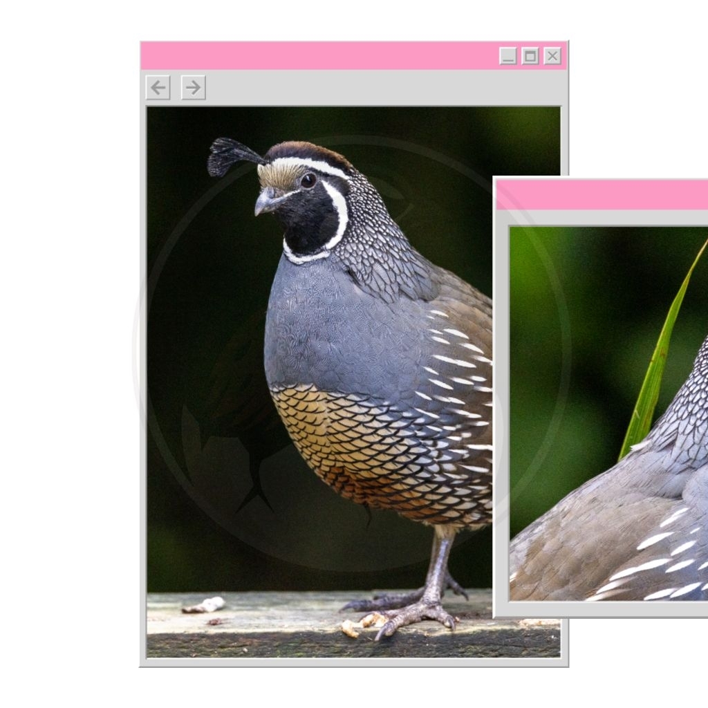 Puyuh Hias California Premium (1 Pasang / Jantan & Betina)